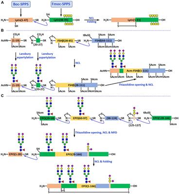 Frontiers | Automated Peptide Synthesizers and Glycoprotein Synthesis